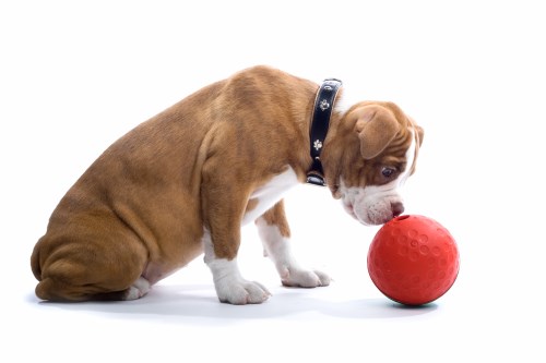 Puppy looking down at red ball toy